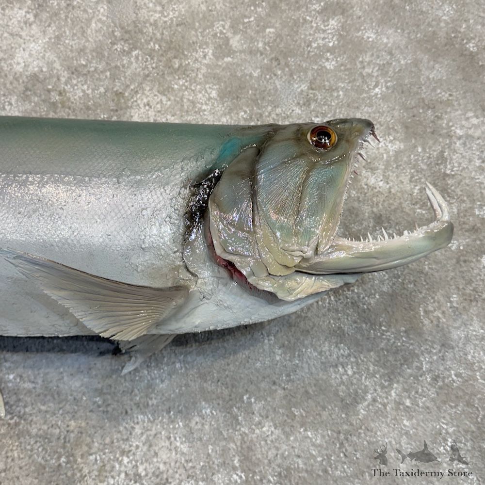 Payara Fish Mount For Sale #30014 @ The Taxidermy Store