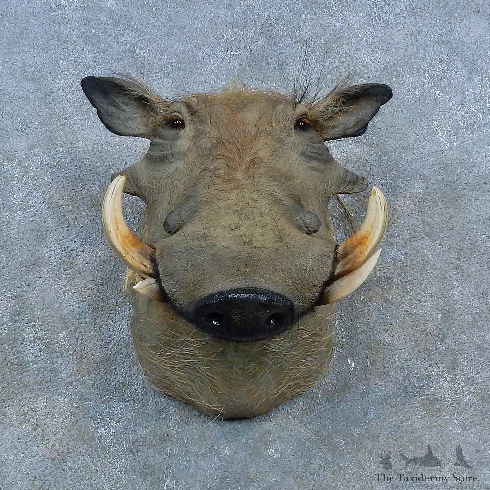 African Warthog Shoulder Mount For Sale #15481 @ The Taxidermy Store