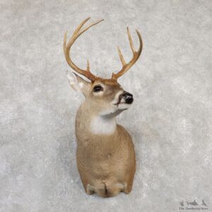 Whitetail Deer Shoulder Mount For Sale #20004 @ The Taxidermy Store