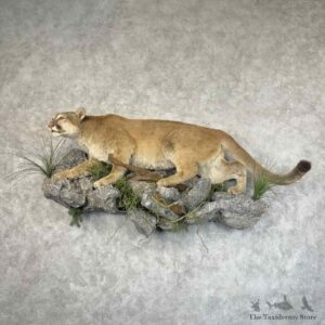 Mountain Lion Cougar Life-Size Mount For Sale #31320 @ The Taxidermy Store
