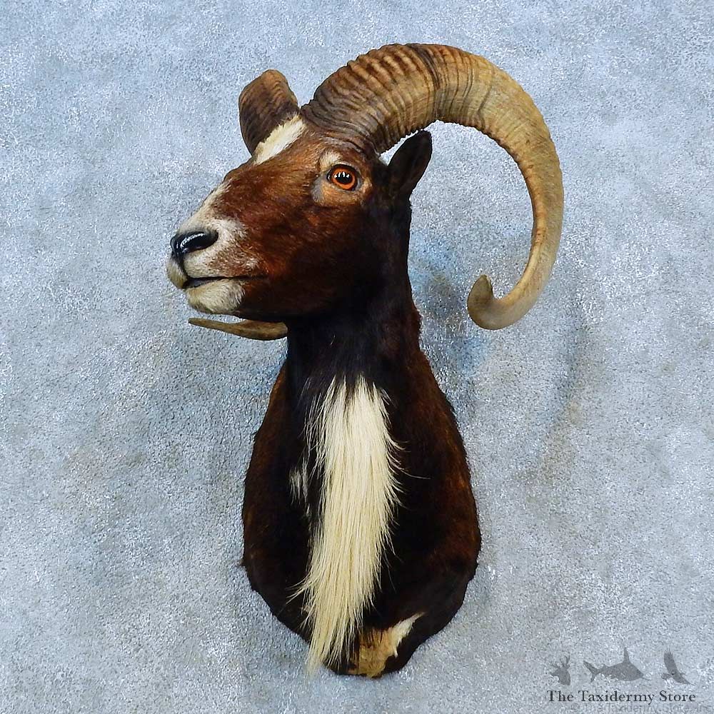 Corsican Ram Shoulder Mount For Sale #15483 @ The Taxidermy Store