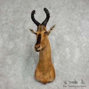 Red Hartebeest Shoulder Mount For Sale #17632 @ The Taxidermy Store