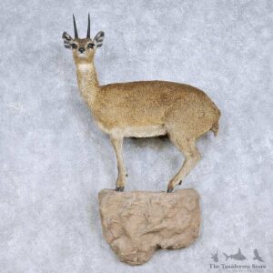 Klipspringer Life Size Taxidermy Mount For Sale #13984 @ The Taxidermy Store
