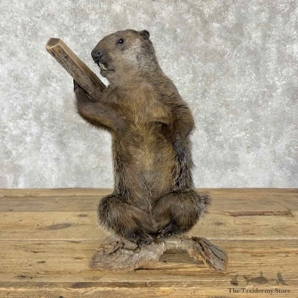 Woodchuck Life-Size Mount For Sale #30828 @ The Taxidermy Store