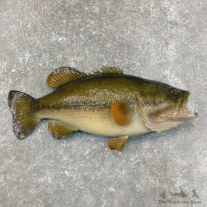 Largemouth Bass Fish Mount For Sale #24104 @ The Taxidermy Store
