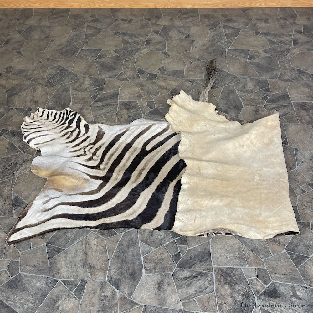 African Zebra Back Hide For Sale #25365 @ The Taxidermy Store