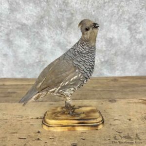Scaled Quail Bird Mount For Sale #31817 @ The Taxidermy Store