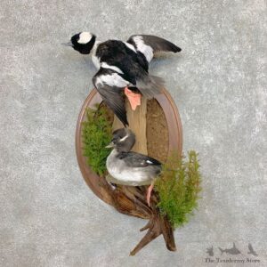 Bufflehead Drake And Hen Taxidermy Duck Mount For Sale #23427 @The Taxidermy Store