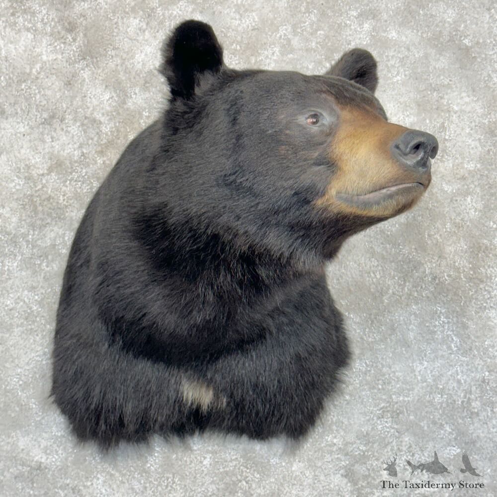Black Bear Shoulder Mount For Sale #29034 @ The Taxidermy Store