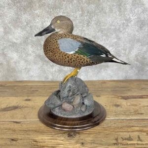 Red Shoveler Duck Mount For Sale #31103 @ The Taxidermy Store