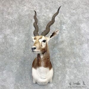 India Blackbuck Shoulder Mount For Sale #23374 @ The Taxidermy Store