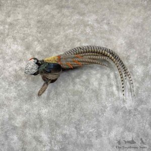 Lady Amherst Pheasant Bird Mount For Sale #30926 @ The Taxidermy Store