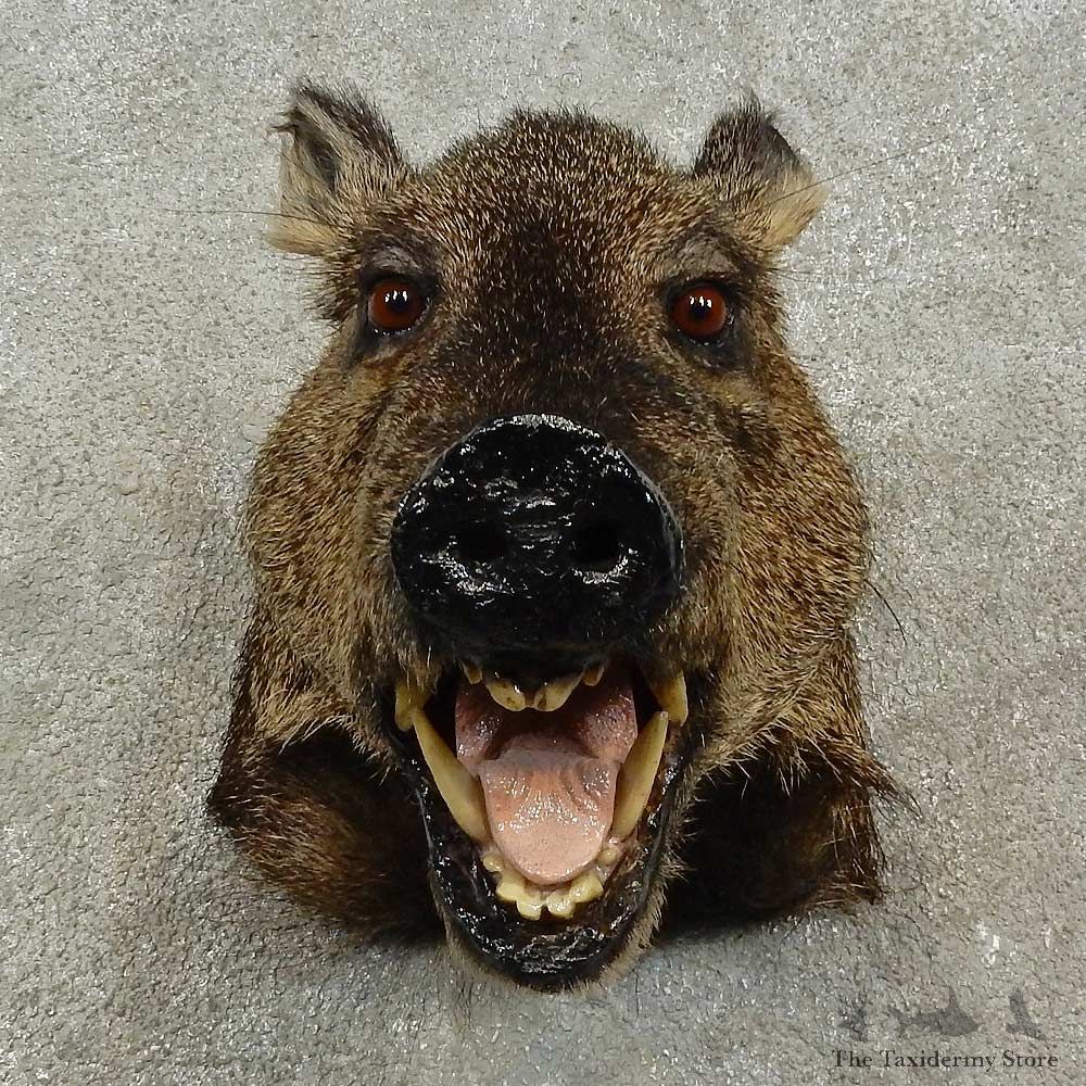 Collared Peccary Shoulder Mount For Sale #16924 @ The Taxidermy Store