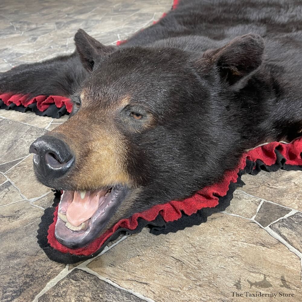 Black Bear Full-Size Rug For Sale #27848 @ The Taxidermy Store