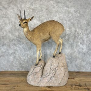 African Klipspringer Life-Size Mount For Sale #29257 @ The Taxidermy Store
