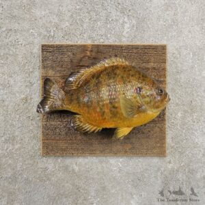 Pumpkinseed Sunfish Taxidermy Fish Mount #20940 For Sale @ The Taxidermy Store