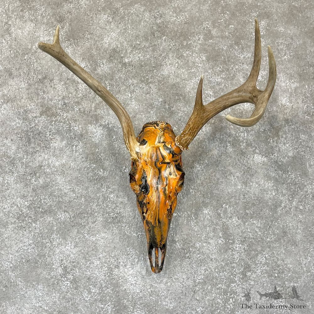 Whitetail Deer Dipped Skull Mount For Sale #28104 @ The Taxidermy Store