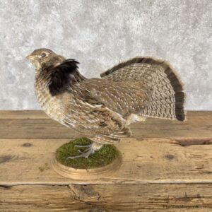 Ruffed Grouse Bird Mount For Sale #30303 @ The Taxidermy Store