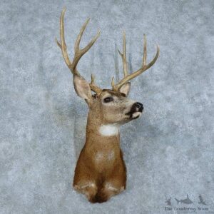 Mule Deer Shoulder Mount For Sale #15787 @ The Taxidermy Store