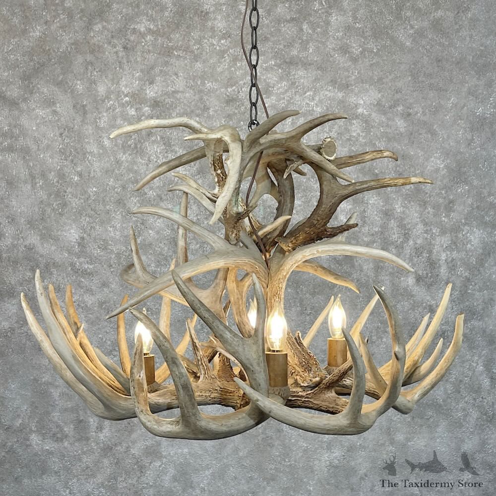 Whitetail Deer Antler Chandelier For Sale #28732 @ The Taxidermy Store