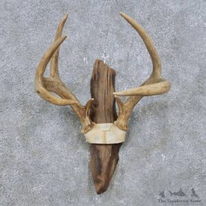 Whitetail Deer Antler Plaque Mount For Sale #14775 @ The Taxidermy Store