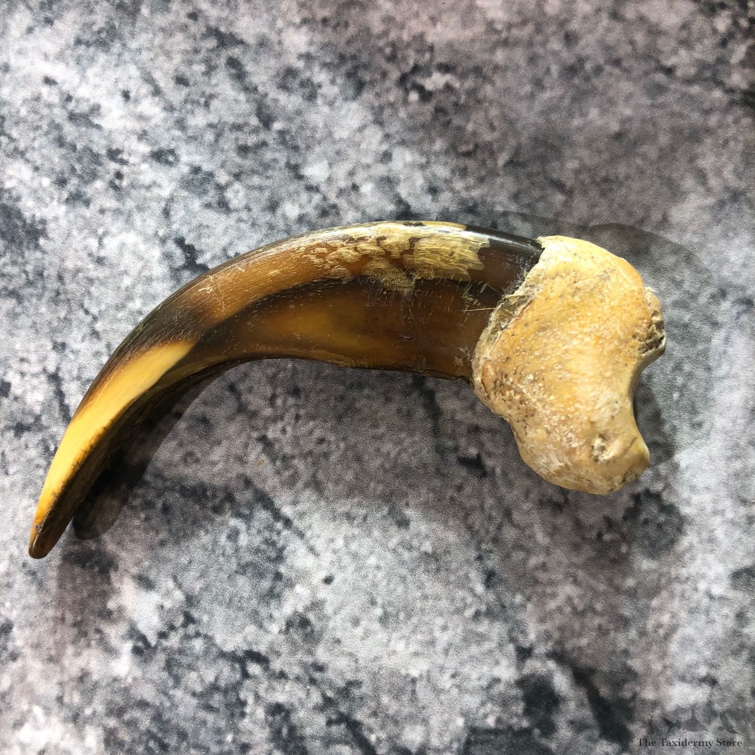 Grizzly Bear Claw For Sale #19392 @ The Taxidermy Store