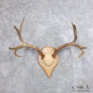 Mule Deer Taxidermy Antler Plaque #18711 For Sale @ The Taxidermy Store