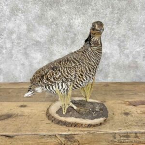 Greater Prairie Chicken Bird Mount For Sale #31814 @ The Taxidermy Store