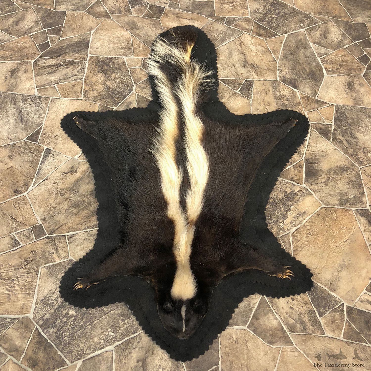 Full Size Skunk Rug Taxidermy Mount #20071 For Sale @ The Taxidermy Store