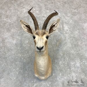 Goitered Gazelle Taxidermy Shoulder #22087 - For Sale @ The Taxidermy Store