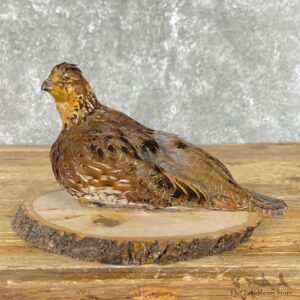Bobwhite Quail Bird Mount For Sale #24834 @ The Taxidermy Store