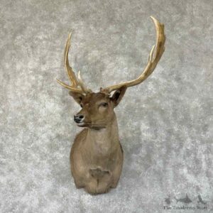Chocolate Fallow Deer Shoulder Mount For Sale #31348 @ The Taxidermy Store