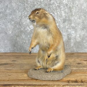Prairie Dog Prop Taxidermy Mount For Sale #27178 @ The Taxidermy Store
