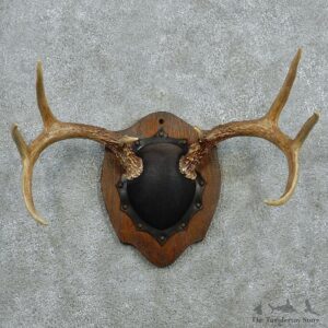 Whitetail Deer Antlers Plaque Taxidermy Mount #12977 For Sale @ The Taxidermy Store