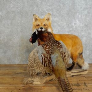 Red Fox Life-Size Mount For Sale #17211 @ The Taxidermy Store