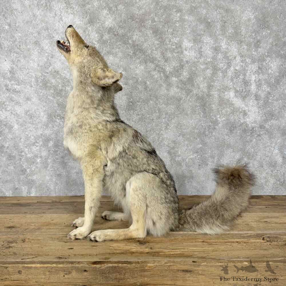 Coyote Life-Size Mount For Sale #30802 @ The Taxidermy Store