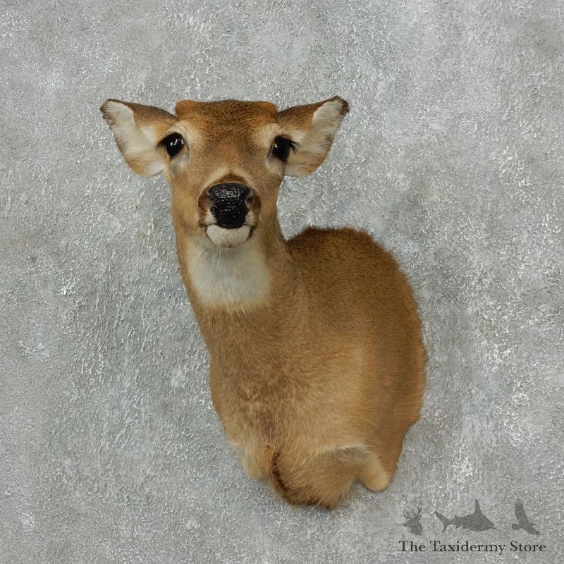 Whitetail Deer Shoulder Taxidermy Mount For Sale #17671 For Sale - The Taxidermy Store