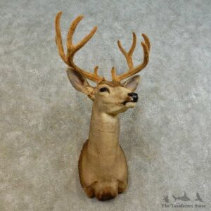 Mule Deer Shoulder Mount For Sale #16531 @ The Taxidermy Store