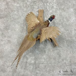 Ringneck Pheasant Bird Mount For Sale #25751 @ The Taxidermy Store