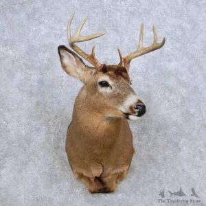 Whitetail Deer Taxidermy Shoulder Mount For Sale #14071 @ The Taxidermy Store