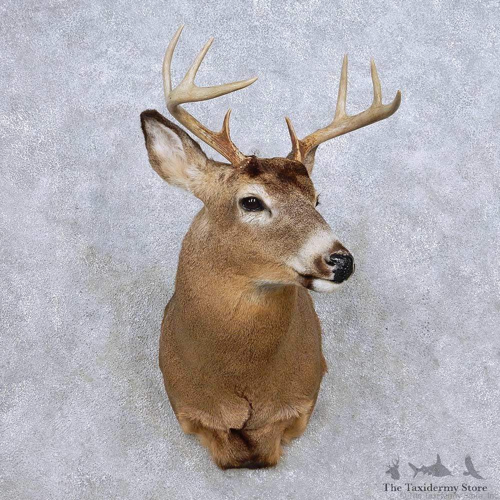 Whitetail Deer Taxidermy Shoulder Mount For Sale #14071 @ The Taxidermy Store
