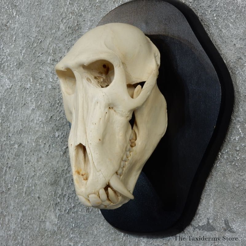 Chacma Baboon Skull Mount For Sale #18327 @ The Taxidermy Store