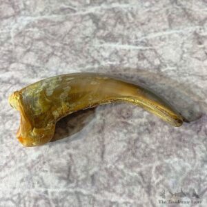 Grizzly Bear Claw For Sale #21909 @ The Taxidermy Store