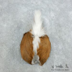 Whitetail Deer Rump Mount For Sale #18397 @ The Taxidermy Store
