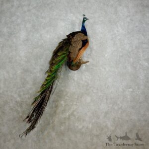 Indian Peacock Bird Mount For Sale #17577 @ The Taxidermy Store