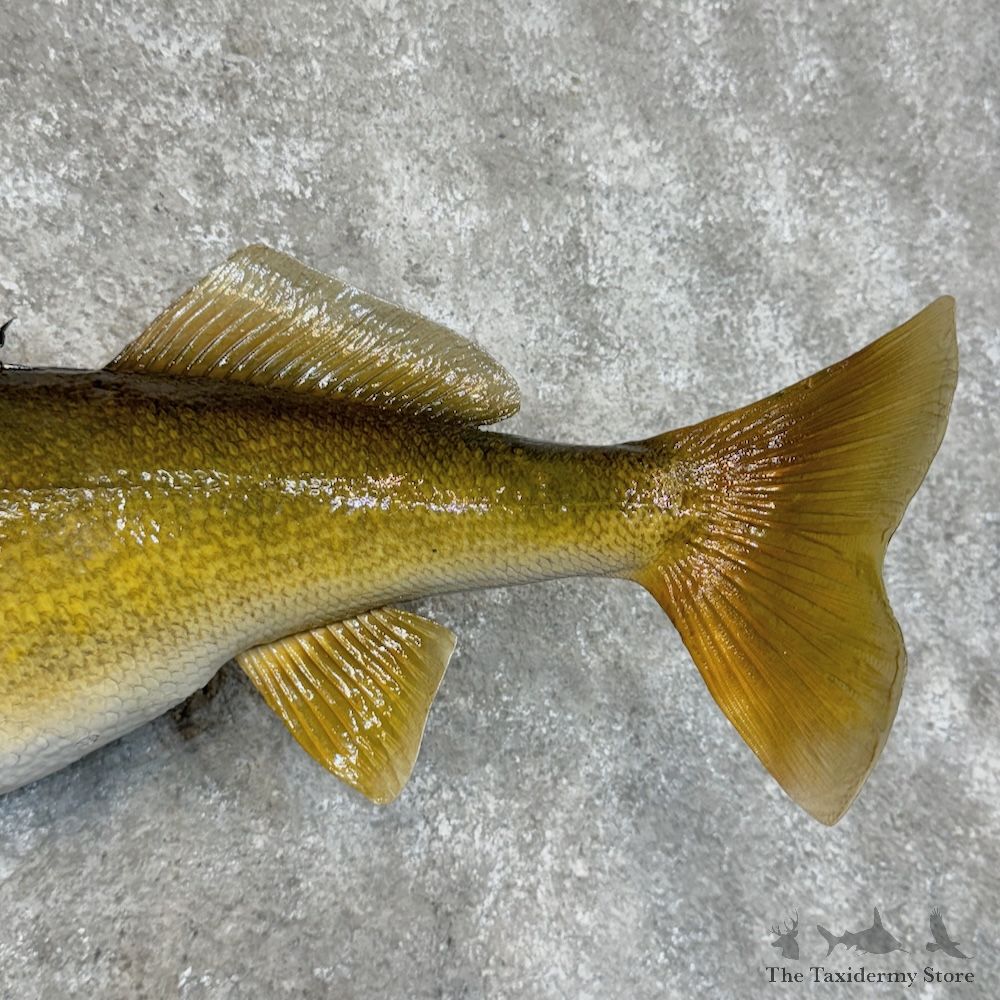 Walleye Fish Mount For Sale #29370 @ The Taxidermy Store