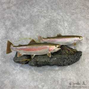 Double Reproduction Rainbow Trout Fish Mount For Sale #21834 @ The Taxidermy Store