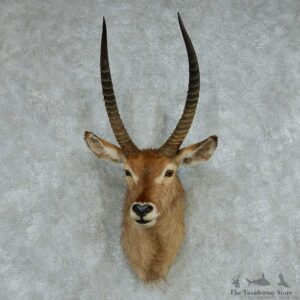 African Waterbuck Shoulder Mount #13614 For Sale @ The Taxidermy Store