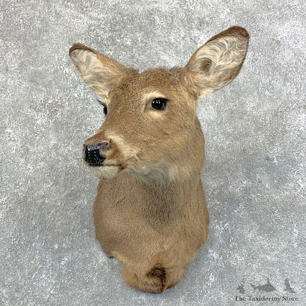 Whitetail Deer Doe Shoulder Mount For Sale #23560 @ The Taxidermy Store