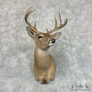 Coues Deer Shoulder Mount For Sale #22804 @ The Taxidermy Store